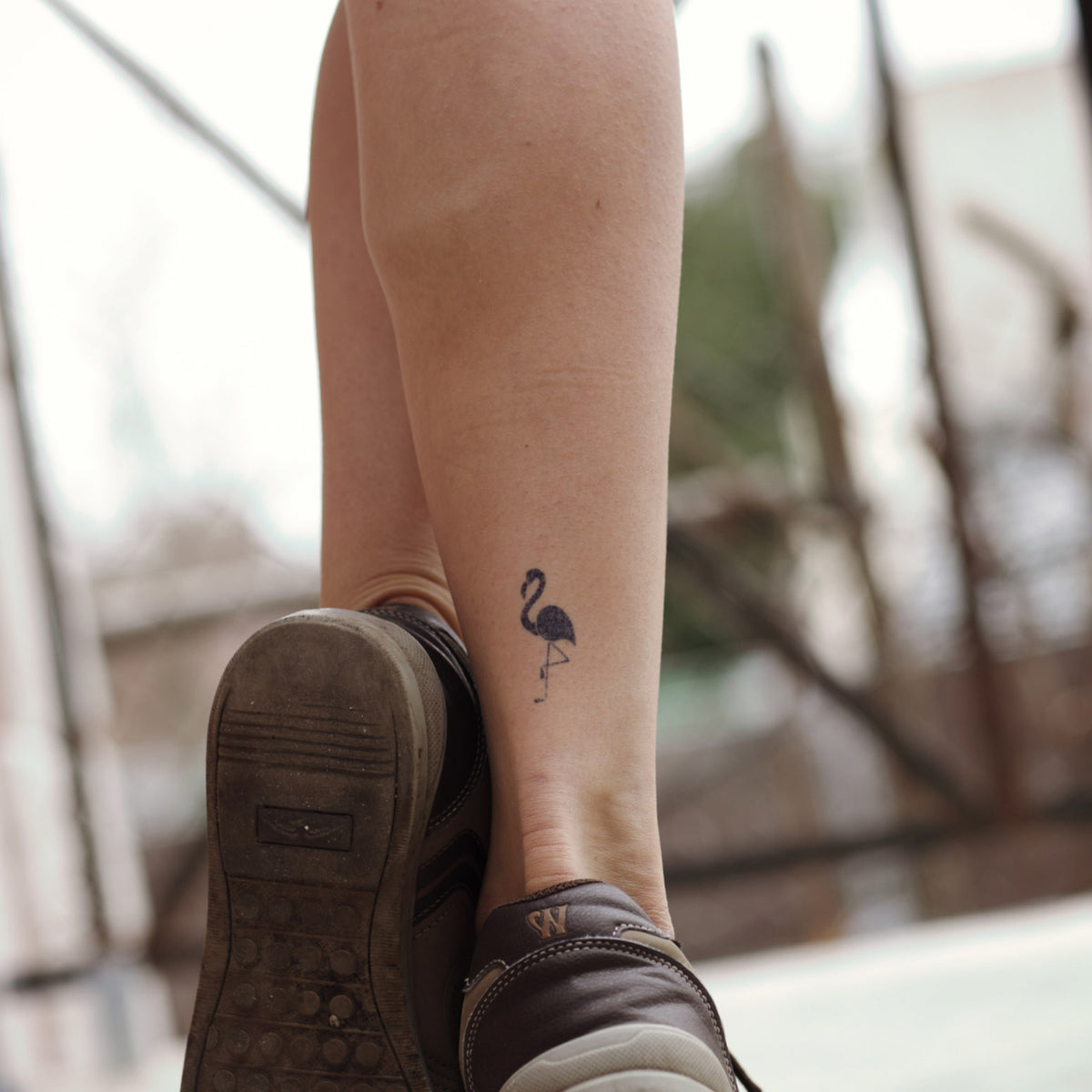 Avian Symphony Bundle