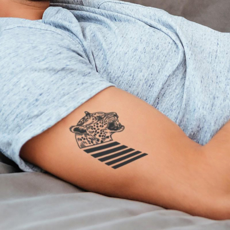 Majestic Cats Bundle